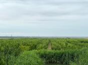 Elan №5897987 - Şabran, Şabran, 800 sot