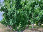 Satılır  torpaq 800 sot, photo 6 from 8