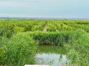 Satılır  torpaq 800 sot, photo 3 from 8