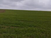 Elan №5898115 - Sabirabad, Sabirabad, 280 sot