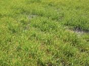 Satılır  torpaq 280 sot, photo 2 from 2