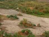 Satılır  torpaq 140 sot, photo 3 from 7