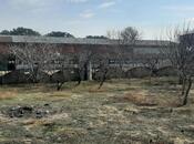 Elan №5901275 - Sumqayıt, Sumqayıt, 17000 m²