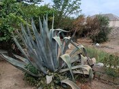 Продаётся  участок 37 сот, пос. Мардакан, photo 4 from 6