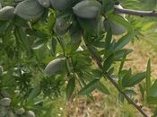 Satılır  obyekt 120 000 m², photo 3 from 8