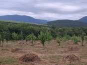 Satılır  torpaq 12 sot, photo 6 from 8