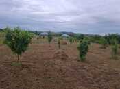 Satılır  torpaq 12 sot, photo 8 from 8