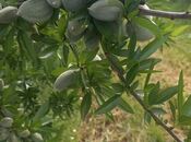 Elan №5907234 - İsmayıllı, İsmayıllı, 12 sot