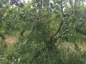 Продаётся  участок 12 сот, photo 3 from 5