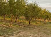 Продаётся  участок 12 сот, photo 5 from 5