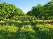 Satılır  torpaq 120 sot, photo 2 from 2