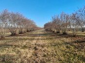 Elan №5908195 - Zaqatala, Zaqatala, 120 sot