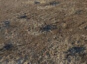 Elan №5909330 - Şirvan, Şirvan, 6 sot