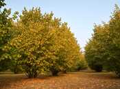 Elan №5909505 - Oğuz, Oğuz, 55 sot