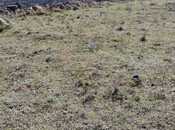 Продаётся  участок 6 сот, пос. Вишнёвка, photo 8 from 8