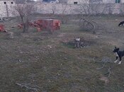 Объявление №5909740 - Баку, пос. Вишнёвка, 11 сот