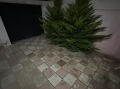 İcarəyə verilir 2 otaqlı həyət evi/bağ evi 65 m², Maştağa q., photo 3 from 8
