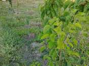 Satılır  torpaq 5 sot, Biləcəri q., photo 7 from 8