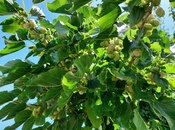 Продаётся  участок 16 сот, пос. Новханы, photo 3 from 8