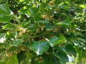 Продаётся  участок 16 сот, пос. Новханы, photo 8 from 8