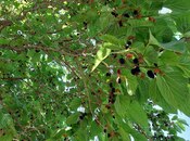 Продаётся  участок 16 сот, пос. Новханы, photo 7 from 8