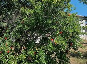 Продаётся  участок 16 сот, пос. Новханы, photo 5 from 8