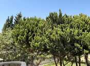 İcarəyə verilir 6 otaqlı həyət evi/bağ evi 600 m², Badamdar q., photo 3 from 8