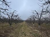 Satılır  torpaq 1 500 sot, photo 3 from 8