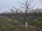 Satılır  torpaq 1 500 sot, photo 4 from 8