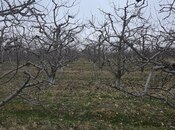 Satılır  torpaq 1 500 sot, photo 8 from 8