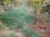 Satılır  torpaq 8 sot, photo 8 from 8