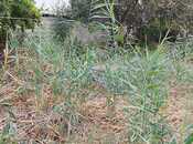 Satılır  torpaq 8 sot, photo 2 from 8