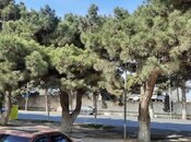 Satılır  obyekt 480 m², Maştağa q., photo 5 from 8