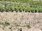 Elan №5913852 - Bakı, Albalılıq q., 2 sot