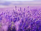 Satılır  torpaq 280 sot, photo 3 from 5