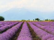 Satılır  torpaq 280 sot, photo 4 from 5