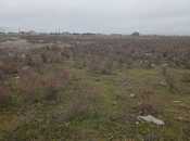 Satılır  torpaq 500 sot, Buzovna q., photo 5 from 8