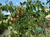 Satılır 17 otaqlı həyət evi/bağ evi 870 m², Nardaran q., photo 7 from 8