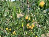 Satılır 17 otaqlı həyət evi/bağ evi 870 m², Nardaran q., photo 6 from 8