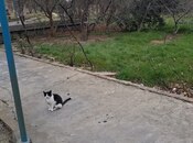 Продаётся  участок 10 сот, пос. Сабунчи , photo 8 from 8