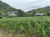 Elan №5916457 - Tovuz, Tovuz, 25 sot