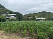 Satılır  torpaq 25 sot, photo 2 from 6