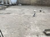 Продаётся  объект 260 м², пос. Баилова, photo 6 from 8