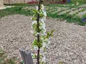 Satılır  torpaq 16 sot, Pirəkəşkül q., photo 2 from 4