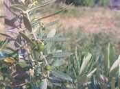 Satılır  torpaq 16 sot, Pirəkəşkül q., photo 3 from 4