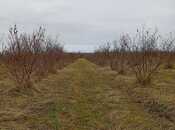 Satılır  torpaq 72 sot, Xaçmaz r., photo 3 from 5