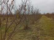 Satılır  torpaq 72 sot, Xaçmaz r., photo 4 from 5