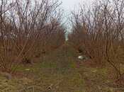 Elan №5917445 - Xaçmaz, Xaçmaz, 72 sot