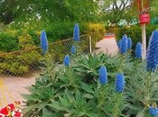 Объявление №5919244 - Баку, пос. Нардаран, 9-комн., 420 м²