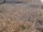 Elan №5919267 - Qobustan, Qobustan, 4 sot